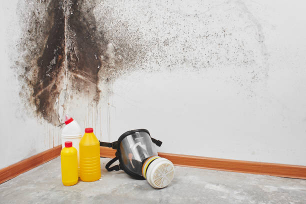 Mold Documentation for Insurance Claims in Wekiwa Springs, FL